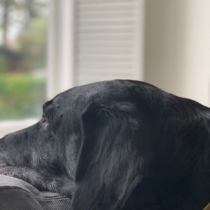 Meet your Posher, Lucas